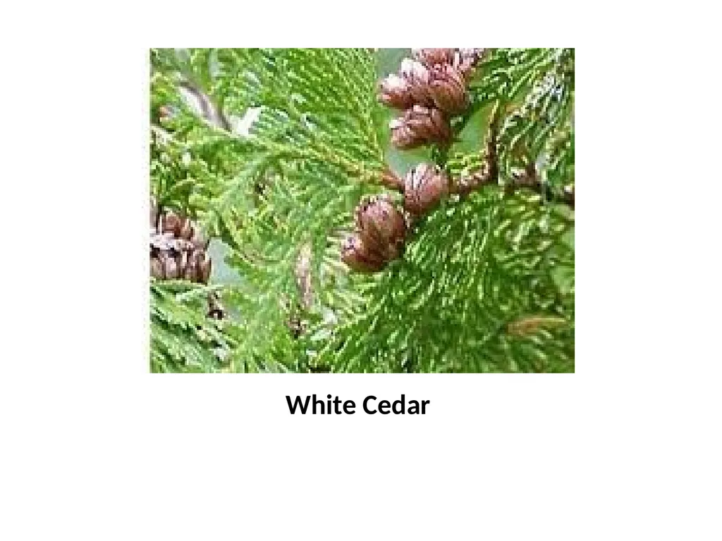 Trees for the Science Classroom Common Trees of - slide 26 of 29