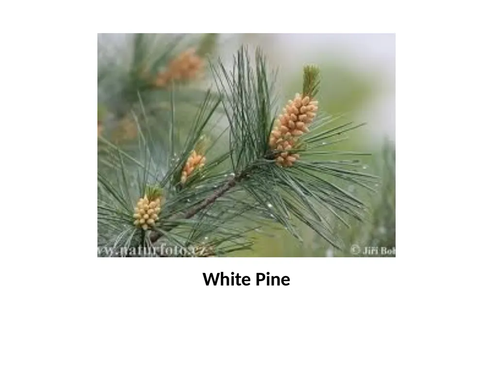 Trees for the Science Classroom Common Trees of - slide 10 of 29