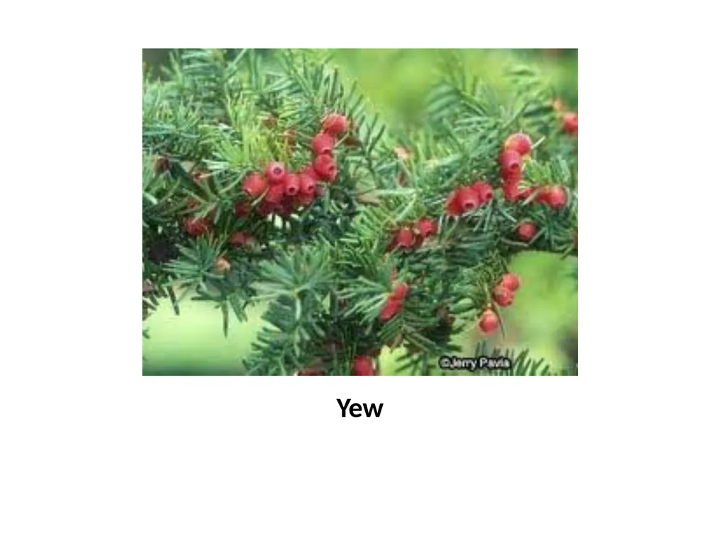 Trees for the Science Classroom Common Trees of - slide 27 of 29