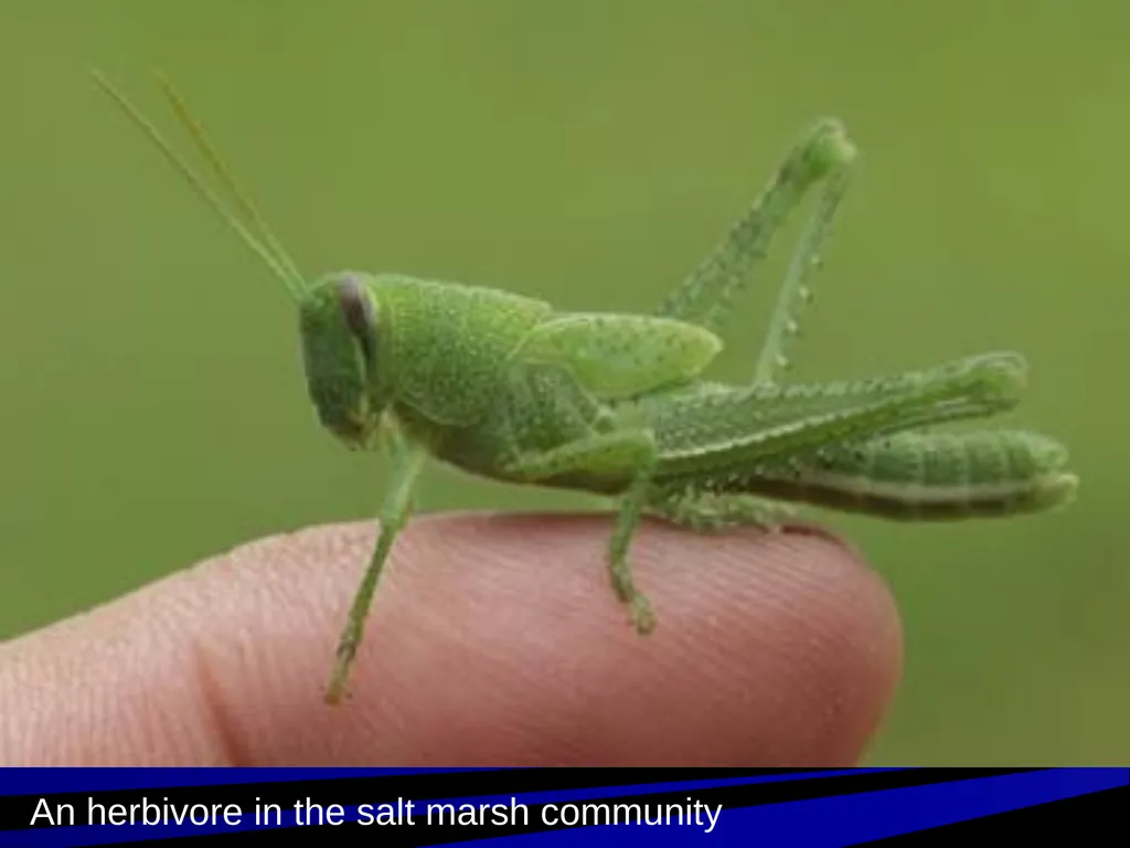 Coastal Ecosystems: Salt Marshes and Mangroves - slide 10 of 22