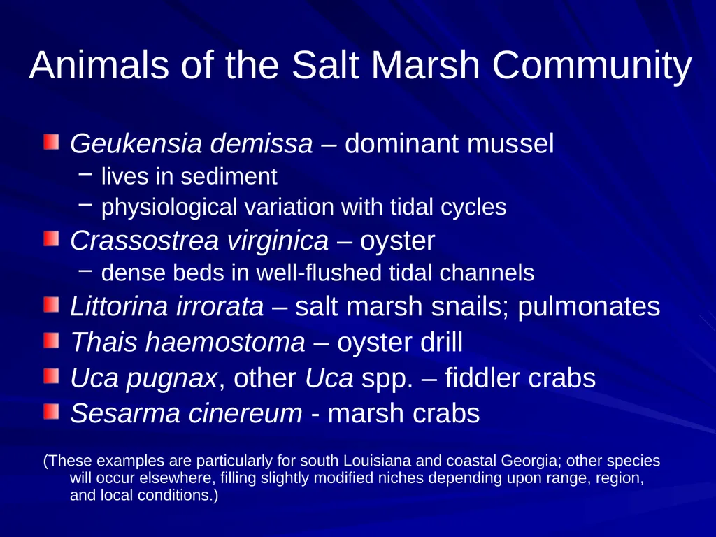 Coastal Ecosystems: Salt Marshes and Mangroves - slide 9 of 22