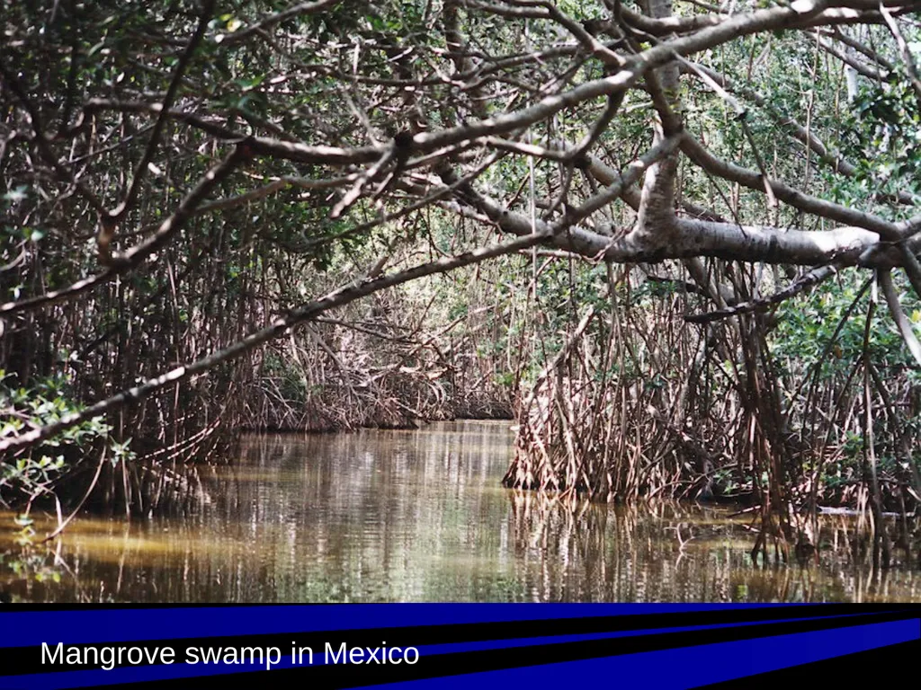 Coastal Ecosystems: Salt Marshes and Mangroves - slide 21 of 22
