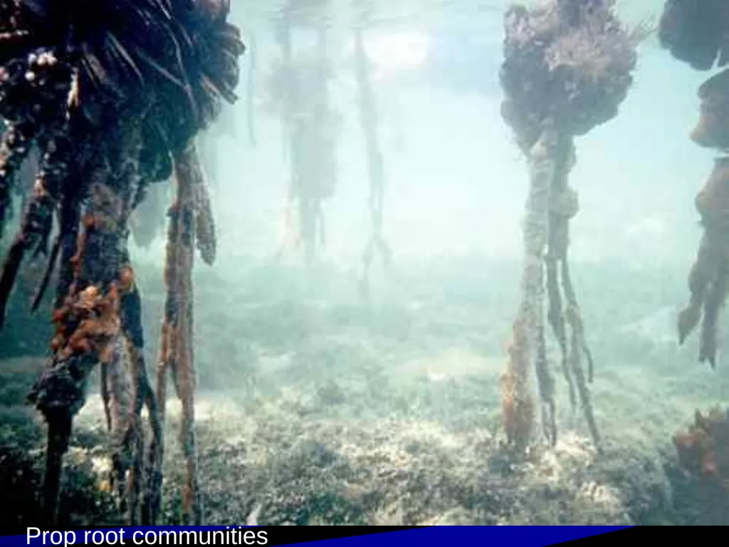 Coastal Ecosystems: Salt Marshes and Mangroves - slide 19 of 22