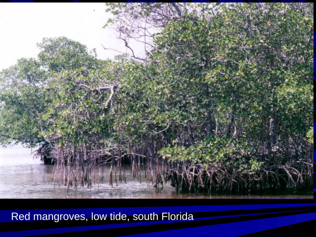 Coastal Ecosystems: Salt Marshes and Mangroves - slide 15 of 22