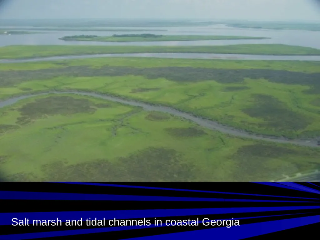 Coastal Ecosystems: Salt Marshes and Mangroves - slide 6 of 22