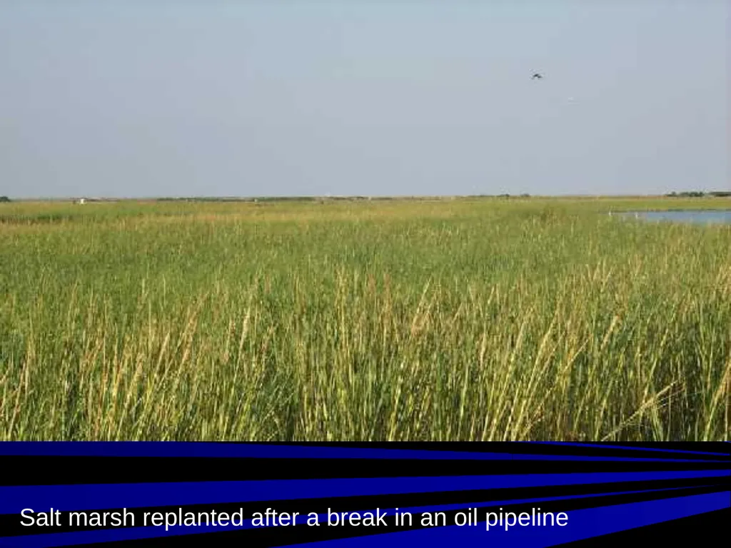 Coastal Ecosystems: Salt Marshes and Mangroves - slide 8 of 22