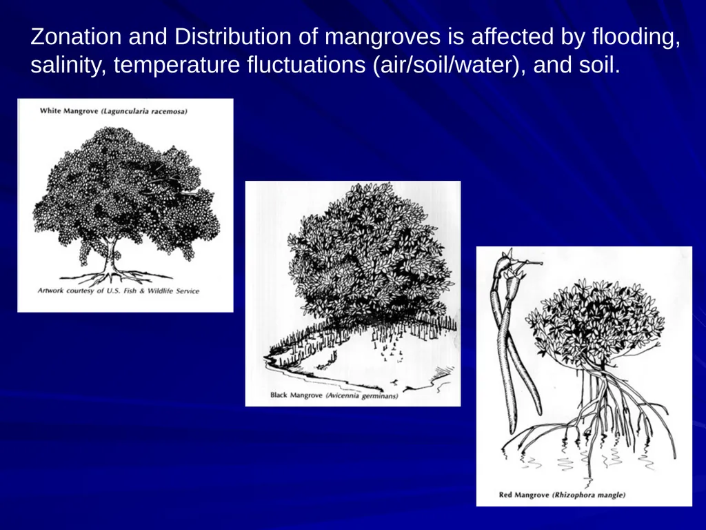 Coastal Ecosystems: Salt Marshes and Mangroves - slide 17 of 22