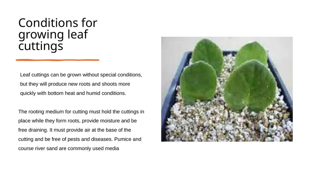 Leaf Cuttings Used for a restricted range of - slide 4 of 12