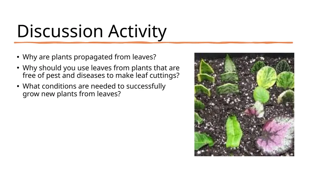 Leaf Cuttings Used for a restricted range of - slide 9 of 12