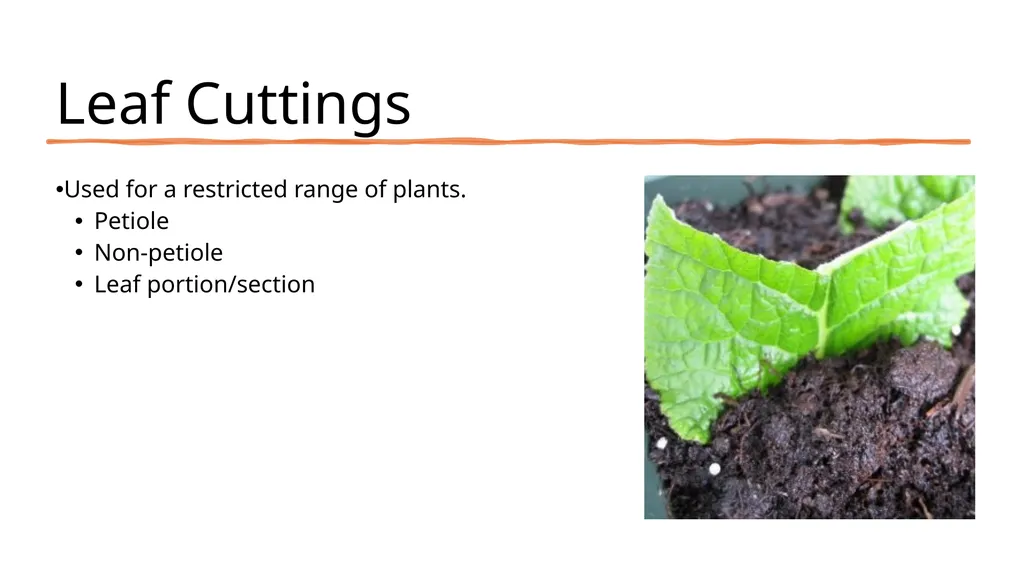 Leaf Cuttings Used for a restricted range of - slide 2 of 12