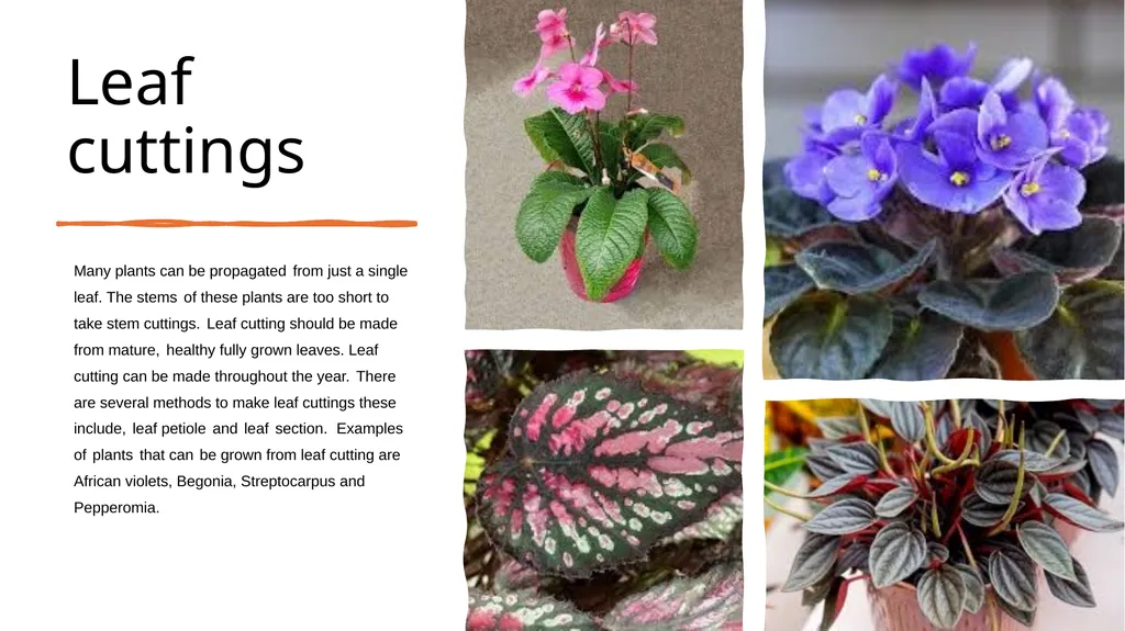 Leaf Cuttings Used for a restricted range of - slide 3 of 12