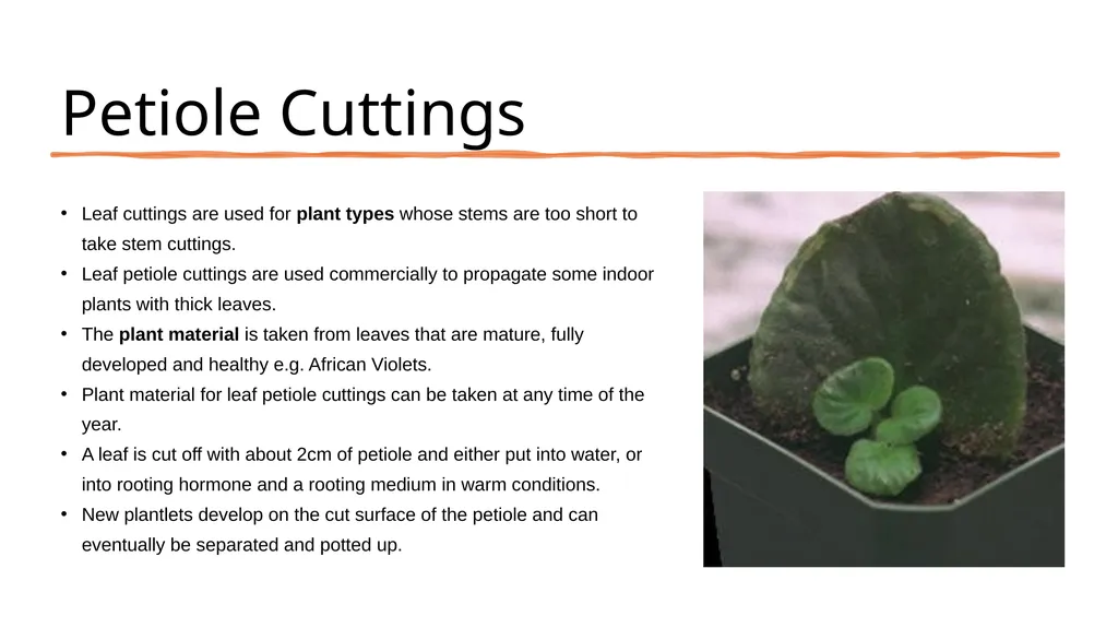 Leaf Cuttings Used for a restricted range of - slide 5 of 12
