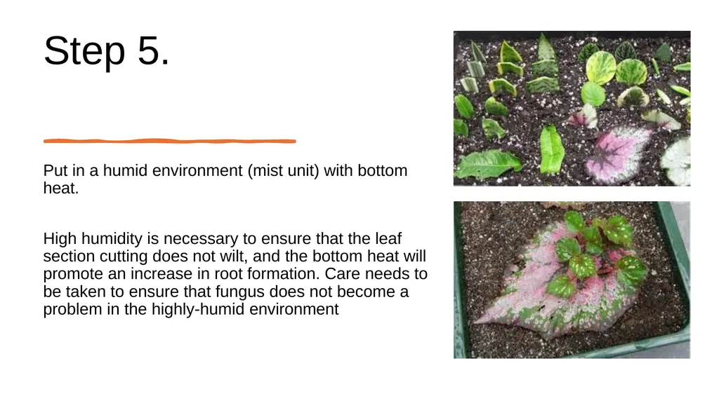 Leaf Cuttings Used for a restricted range of - slide 8 of 12