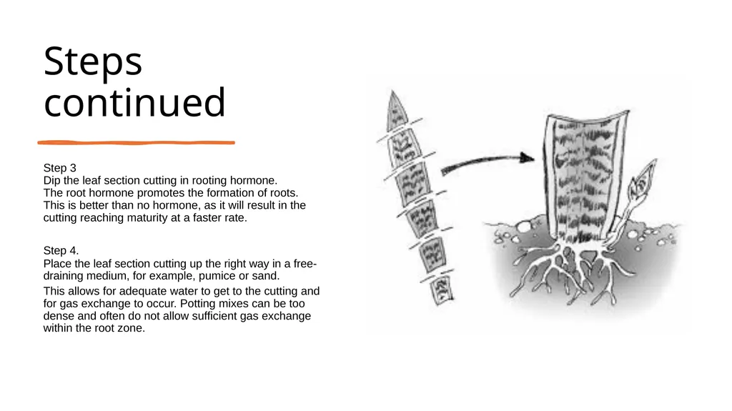 Leaf Cuttings Used for a restricted range of - slide 7 of 12