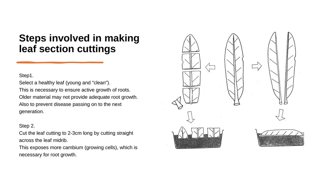 Leaf Cuttings Used for a restricted range of - slide 6 of 12