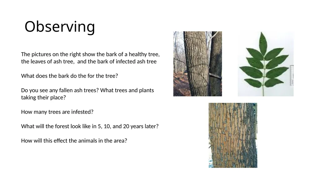 Nature Walk Observations All bite no bark What is - slide 5 of 7