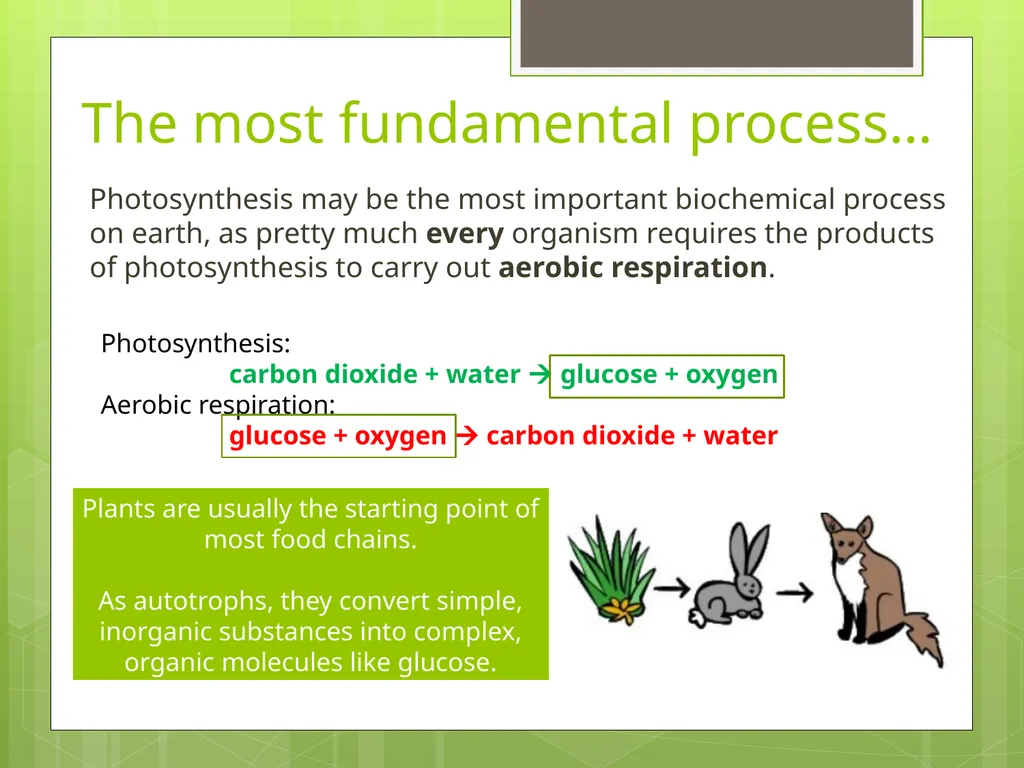Photosynthesis Lesson 1 The interrelationship - slide 11 of 15