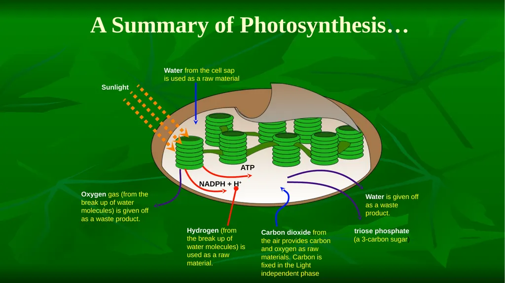 PHOTOSYNTHESIS: LIGHT REACTION GOPAL KRISHNA - slide 7 of 16