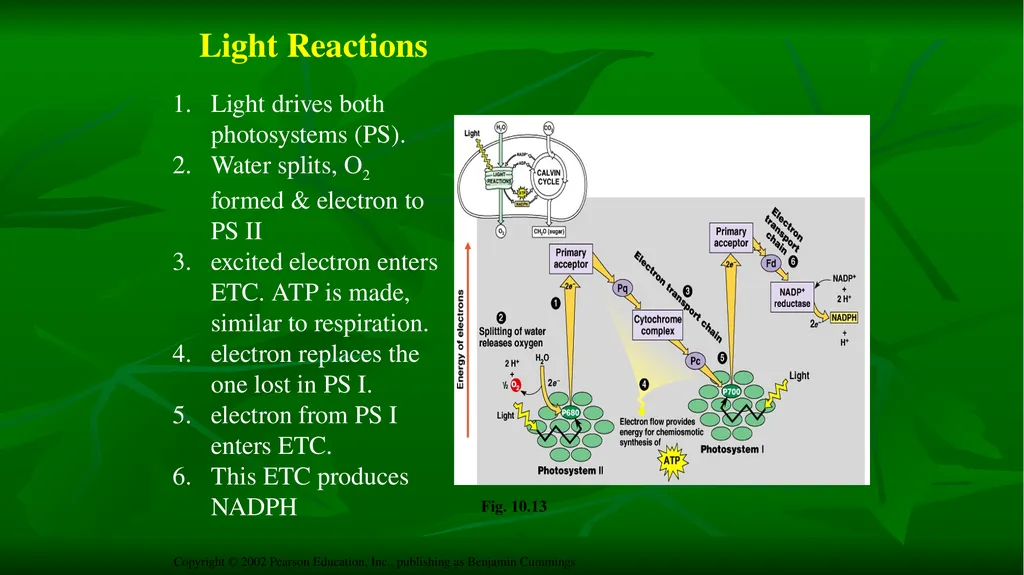 PHOTOSYNTHESIS: LIGHT REACTION GOPAL KRISHNA - slide 13 of 16