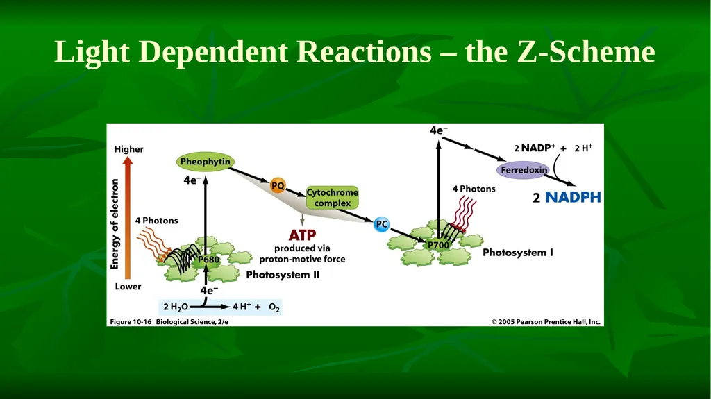 PHOTOSYNTHESIS: LIGHT REACTION GOPAL KRISHNA - slide 14 of 16
