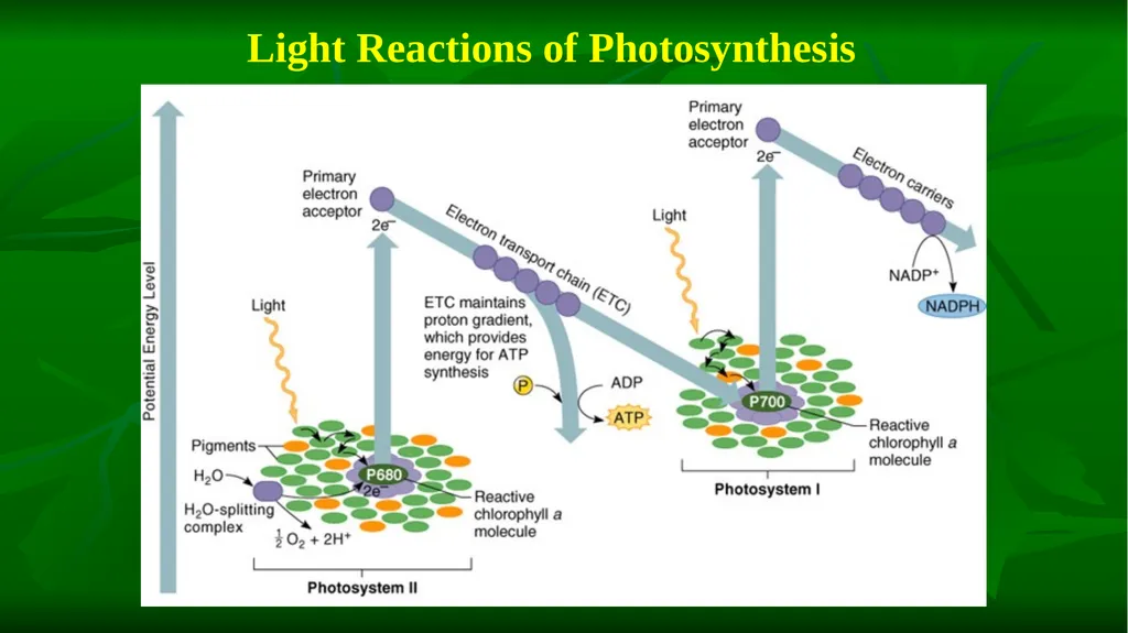 PHOTOSYNTHESIS: LIGHT REACTION GOPAL KRISHNA - slide 12 of 16