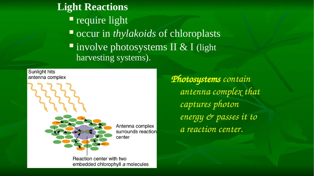 PHOTOSYNTHESIS: LIGHT REACTION GOPAL KRISHNA - slide 11 of 16