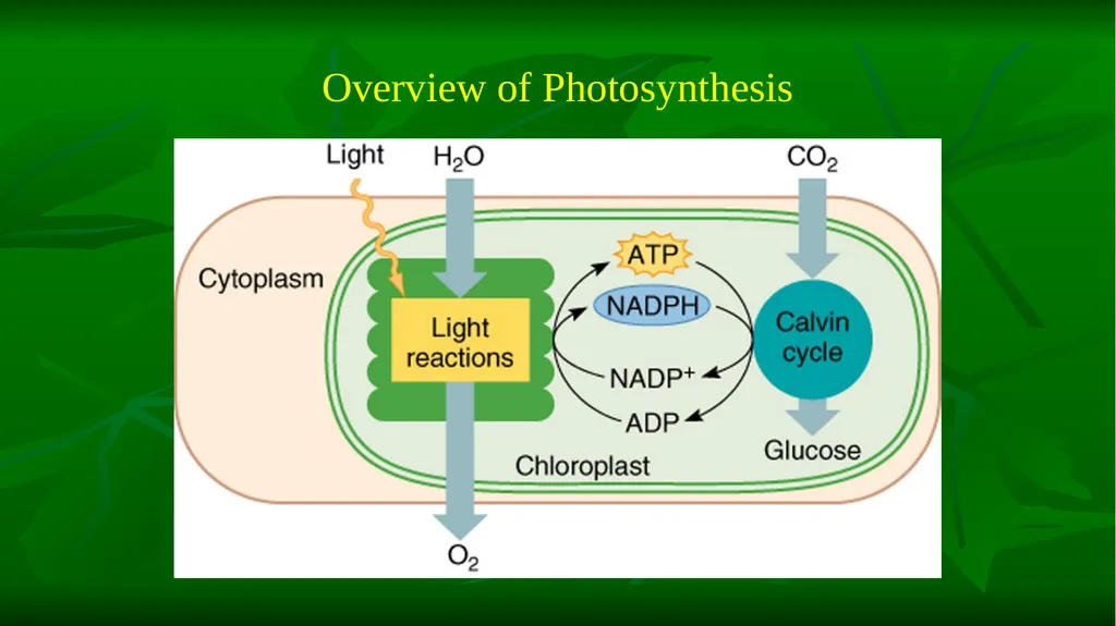 PHOTOSYNTHESIS: LIGHT REACTION GOPAL KRISHNA - slide 10 of 16