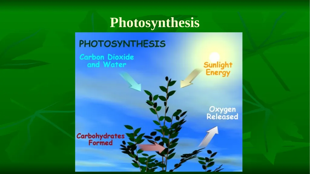 PHOTOSYNTHESIS: LIGHT REACTION GOPAL KRISHNA - slide 2 of 16