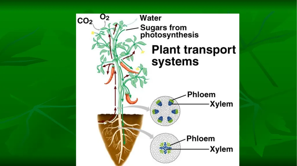 PHOTOSYNTHESIS: LIGHT REACTION GOPAL KRISHNA - slide 4 of 16