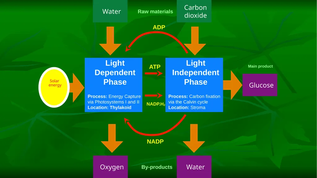 PHOTOSYNTHESIS: LIGHT REACTION GOPAL KRISHNA - slide 6 of 16