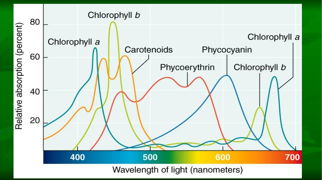 PHOTOSYNTHESIS: LIGHT REACTION GOPAL KRISHNA - slide 9 of 16