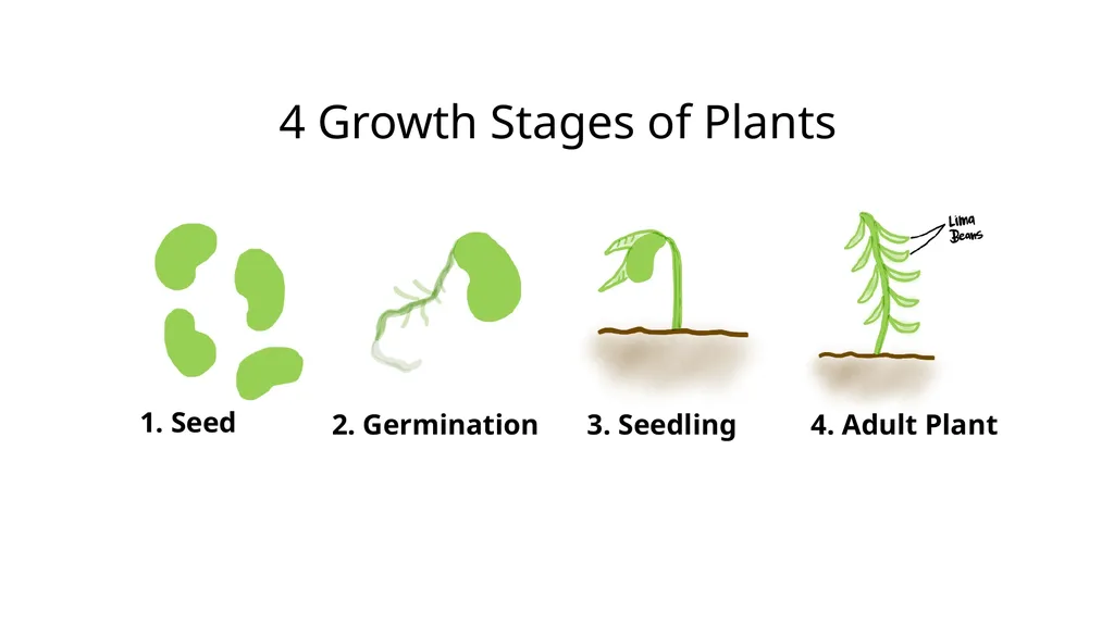 Let’s Learn About Seeds 4 Growth Stages of Plants - slide 8 of 9