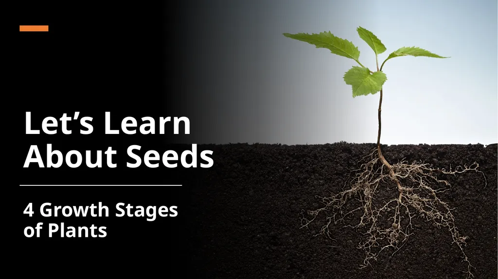 Let’s Learn About Seeds 4 Growth Stages of Plants - slide 1 of 9