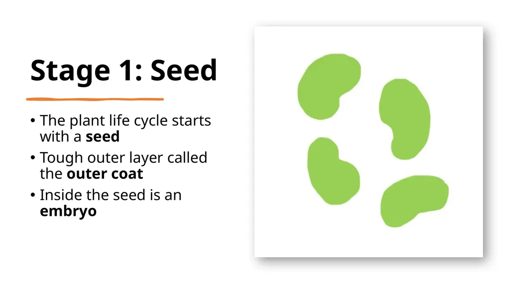 Let’s Learn About Seeds 4 Growth Stages of Plants - slide 3 of 9