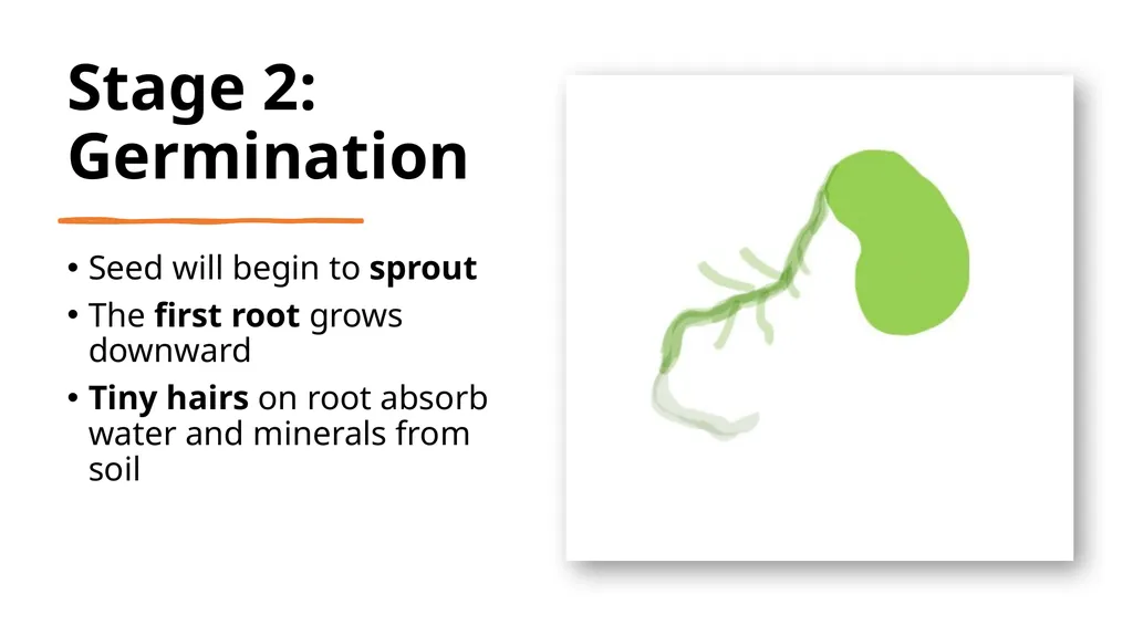 Let’s Learn About Seeds 4 Growth Stages of Plants - slide 4 of 9