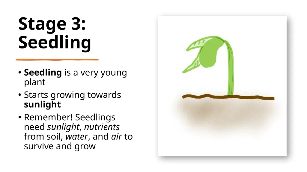 Let’s Learn About Seeds 4 Growth Stages of Plants - slide 5 of 9