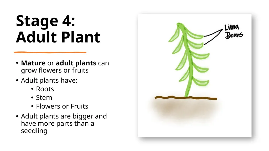 Let’s Learn About Seeds 4 Growth Stages of Plants - slide 6 of 9