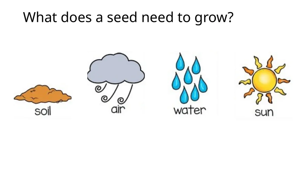Let’s Learn About Seeds 4 Growth Stages of Plants - slide 2 of 9
