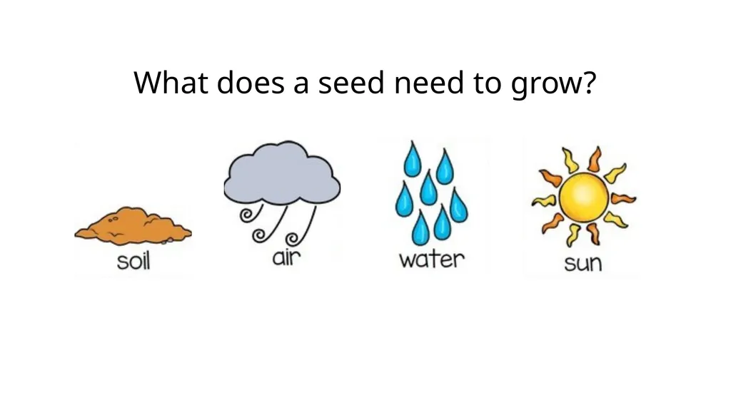 Let’s Learn About Seeds 4 Growth Stages of Plants - slide 9 of 9
