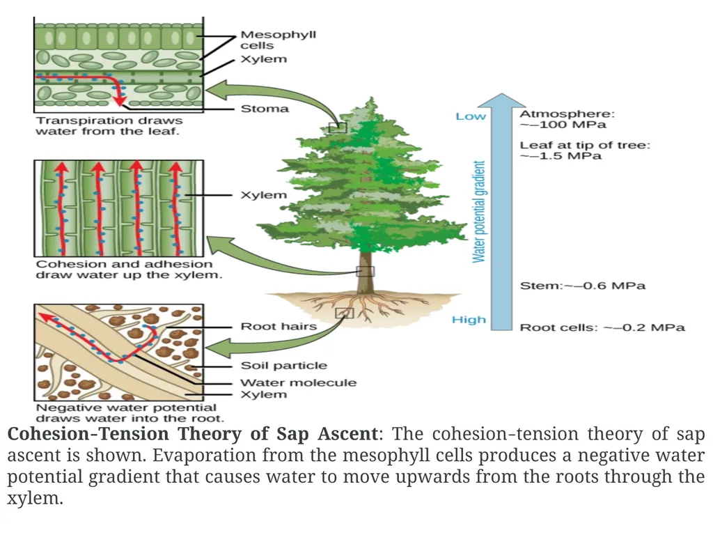 Plant Physiology (6) by Dr. Manal Zbari Transport - slide 17 of 25
