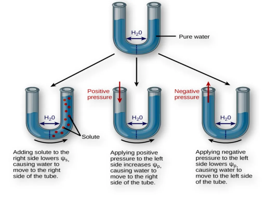Plant Physiology (6) by Dr. Manal Zbari Transport - slide 8 of 25