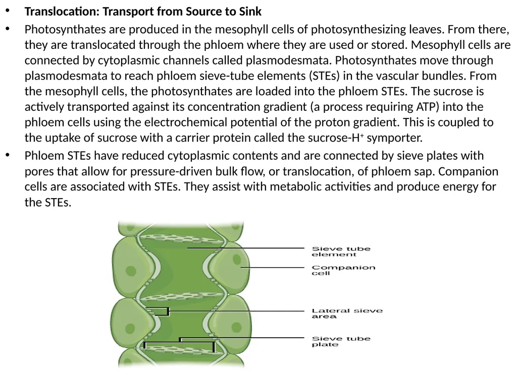 Plant Physiology (6) by Dr. Manal Zbari Transport - slide 22 of 25