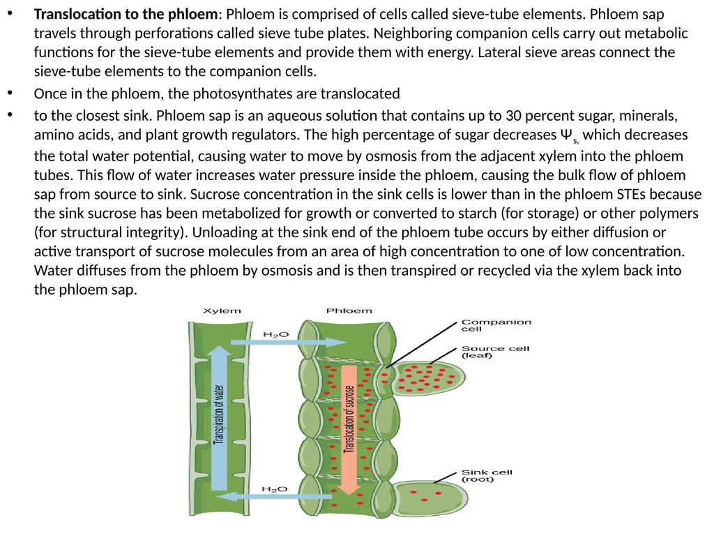 Plant Physiology (6) by Dr. Manal Zbari Transport - slide 23 of 25
