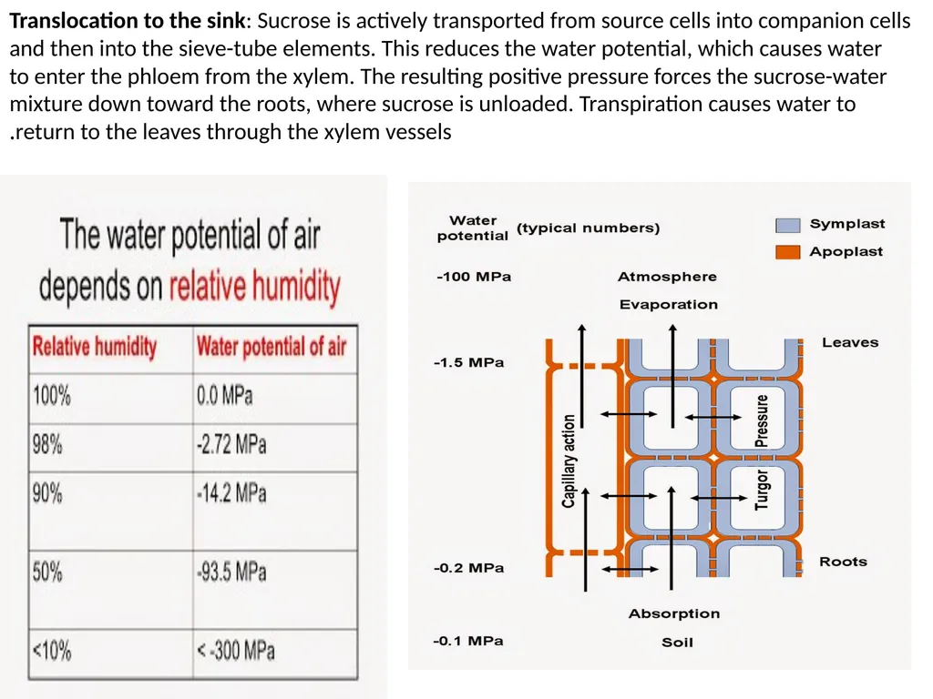 Plant Physiology (6) by Dr. Manal Zbari Transport - slide 24 of 25