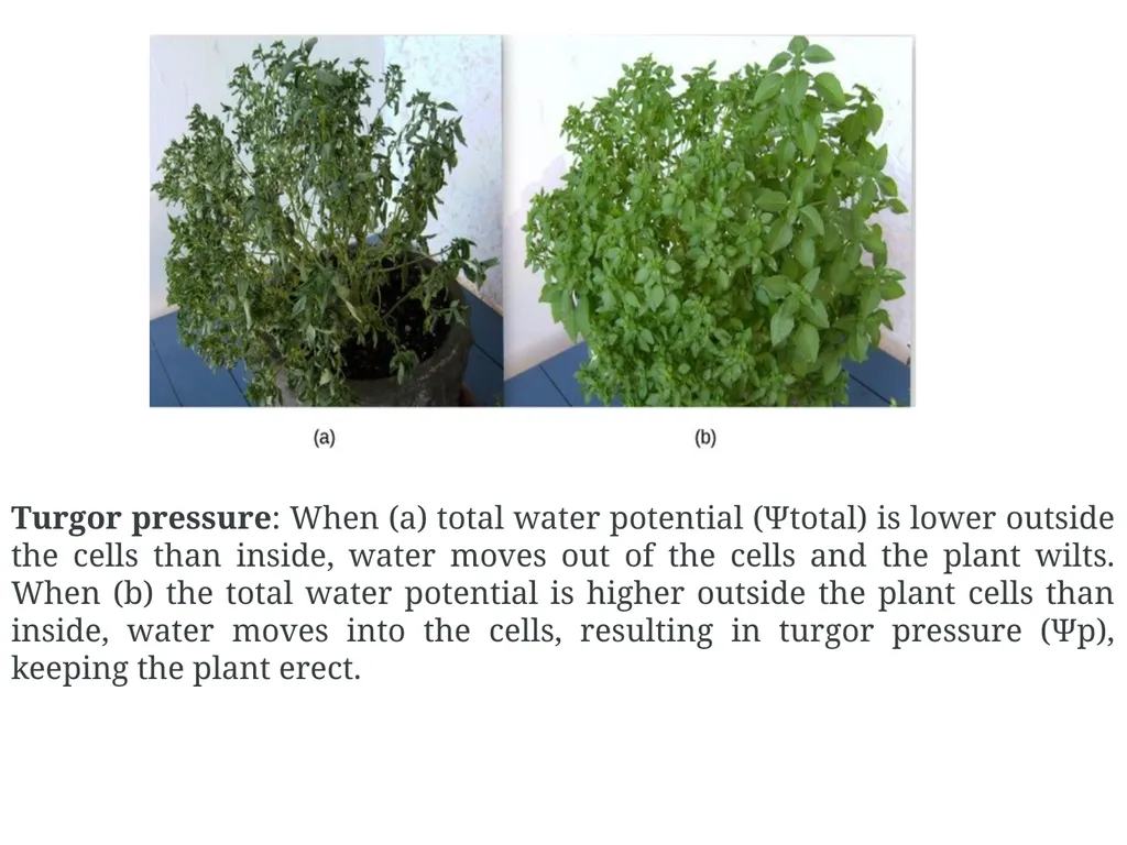 Plant Physiology (6) by Dr. Manal Zbari Transport - slide 12 of 25