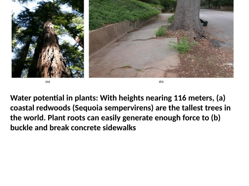 Plant Physiology (6) by Dr. Manal Zbari Transport - slide 3 of 25