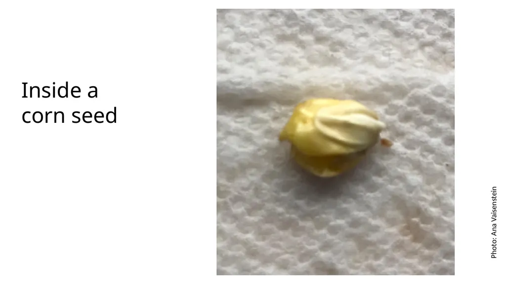 Inside a Seed Science and Engineering Week 2, - slide 5 of 5