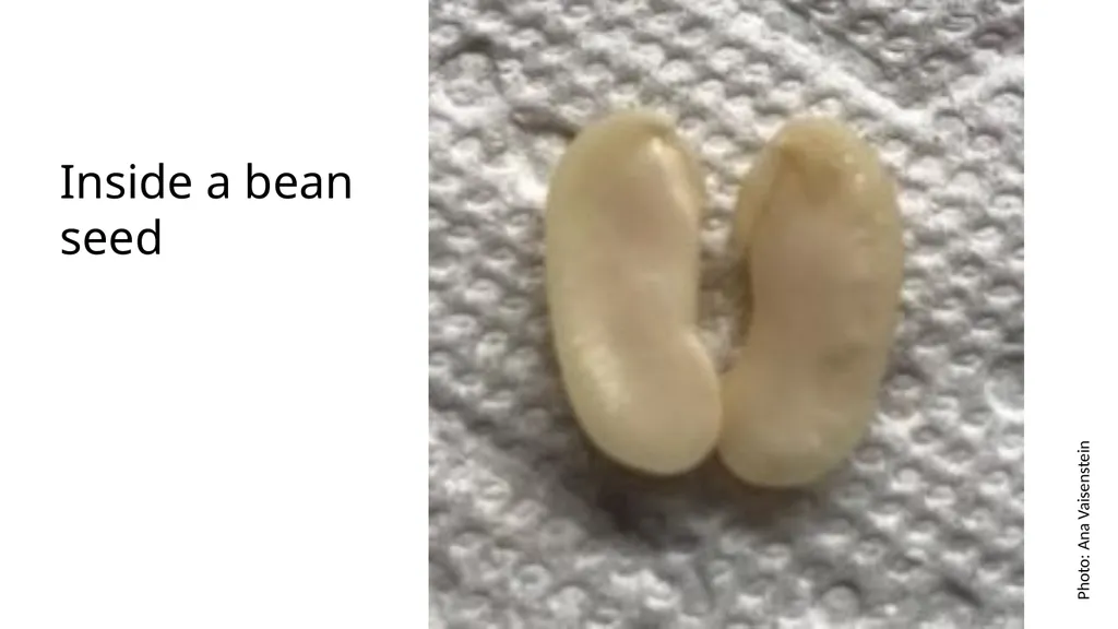 Inside a Seed Science and Engineering Week 2, - slide 2 of 5