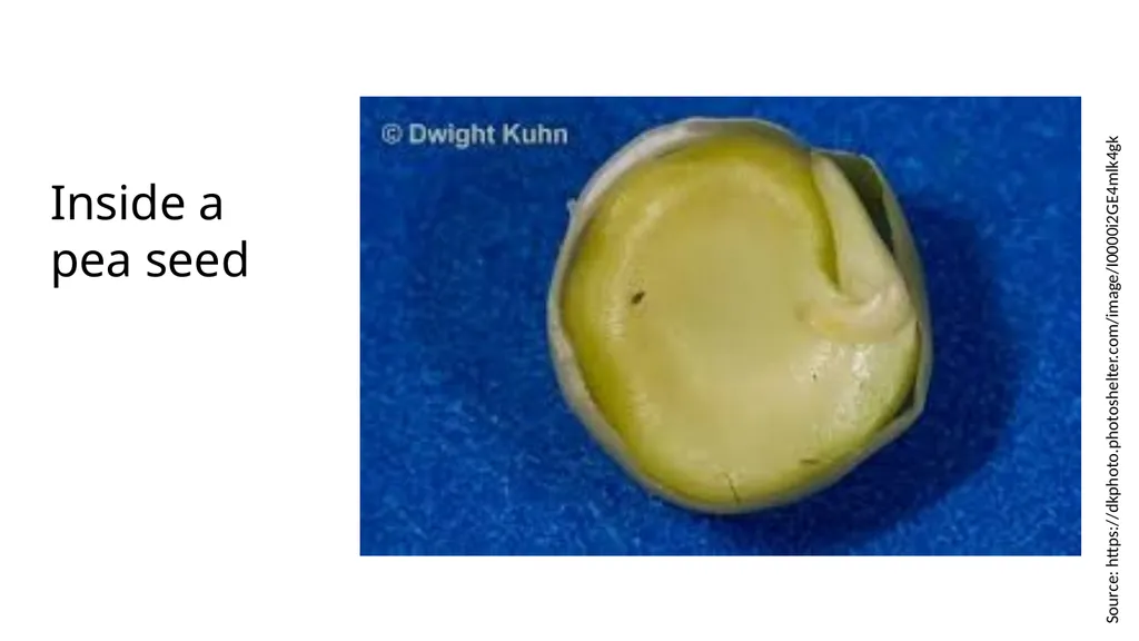 Inside a Seed Science and Engineering Week 2, - slide 4 of 5