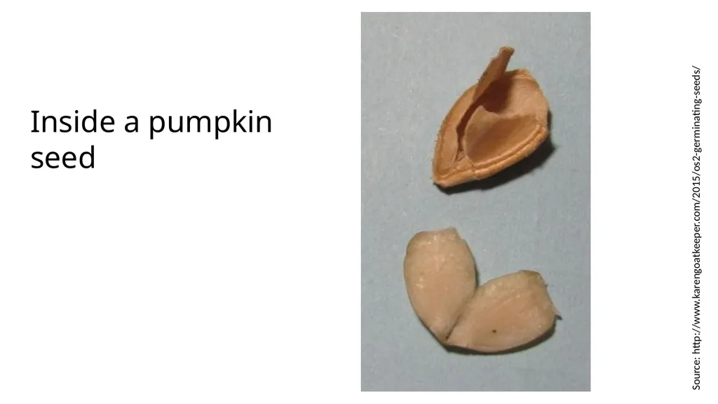Inside a Seed Science and Engineering Week 2, - slide 3 of 5